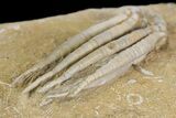 Fossil Crinoid (Scytalocrinus) - Crawfordsville, Indiana #157238-3